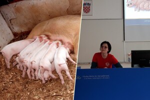 Hranidba krmača određuje brojnost legla i težinu prasadi - a to ovisi o svinjogojcu
