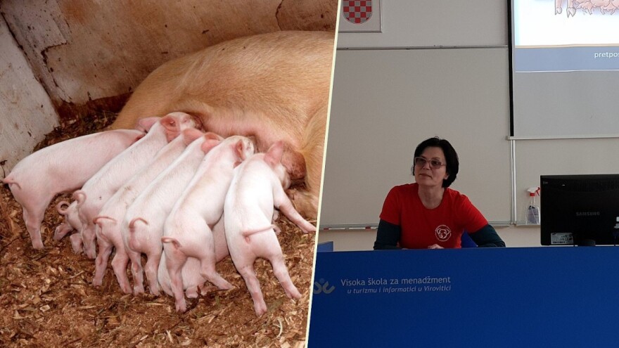 Hranidba krmača određuje brojnost legla i težinu prasadi - a to ovisi o svinjogojcu