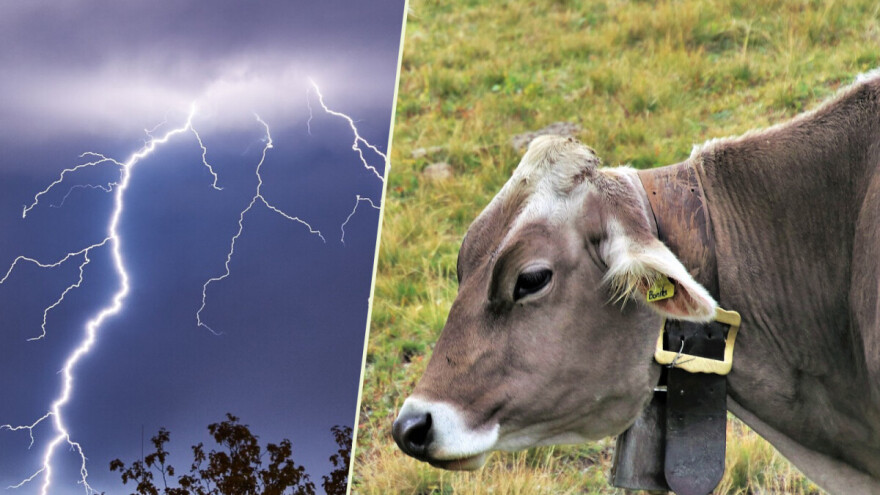 Grom ubio dvije krave u staji u Ćavarovom Stanu