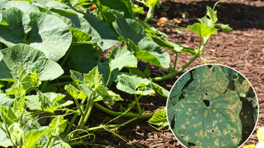 Momentalni vremenski uslovi idealni za pojavu uglate pjegavosti lišća kornišona