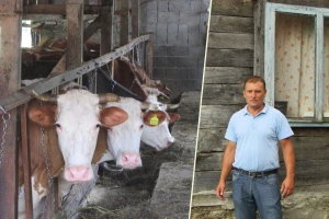 Zečevići unatoč lošem putu do sela i poteškoćama ne odustaju od mliječnog govedarstva!