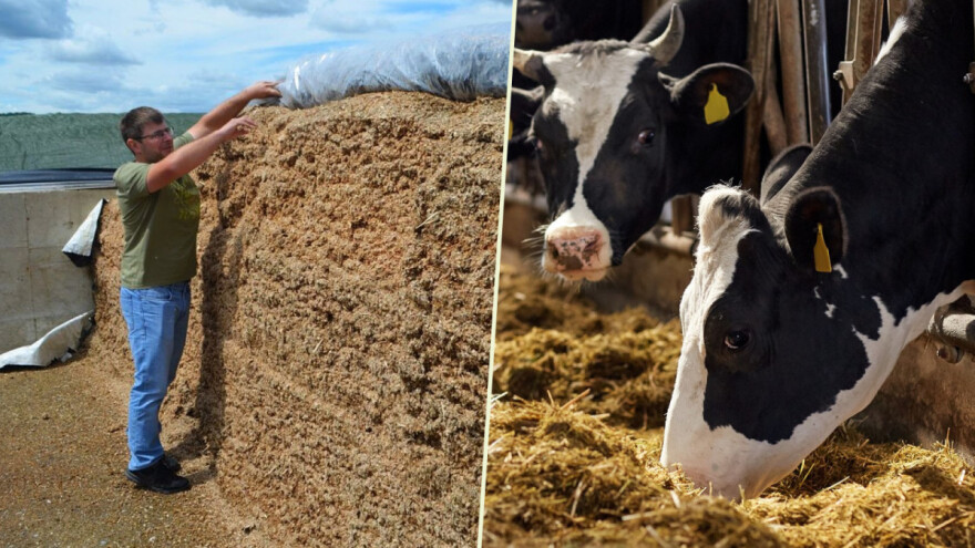 Koliko su brzo silaže stabilne i kako silažni dodaci mogu poboljšati kondiciju krava?