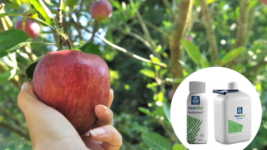 Folijarnim tretmanom nakon berbe, a prije opadanja lišća potaknite više prinose