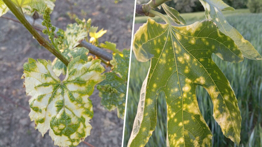 Što učiniti kada dođe do zanošenja pesticida sa susjedne njive?