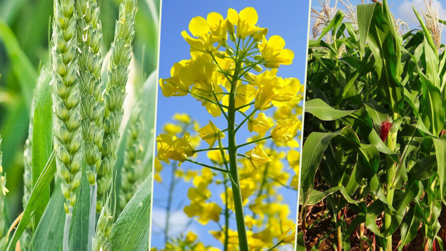 Superjunak NitroN® opskrbljuje ozime kulture dušikom i spašava ih od stresa!