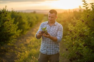Nezaposlenost zamenio plantažom aronije
