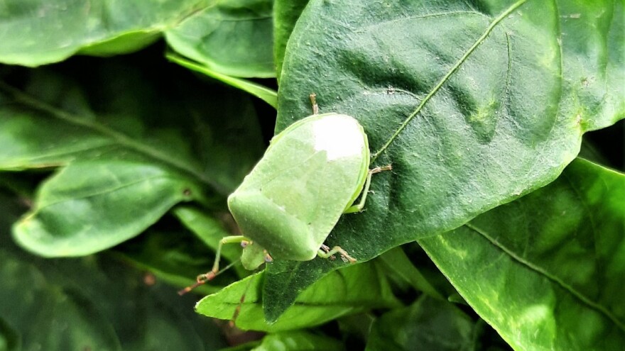 Nova najezda zelenih stjenica - ne biraju usjeve