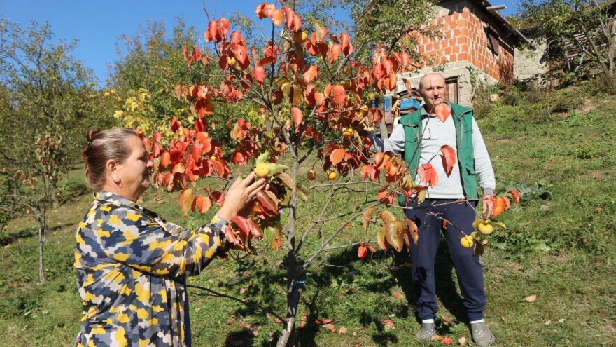 Na imanju Hasanovića, od autohtonog voća do limuna, smokve i japanske jabuke