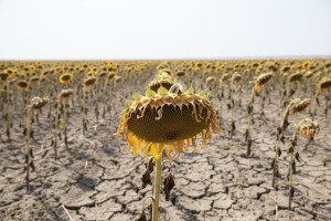 Ni suncokret se nije uspio oduprijeti suši
