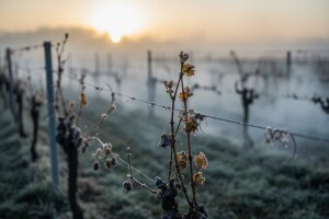 Ni zapaljena slama ni gume nisu spasili vinograd