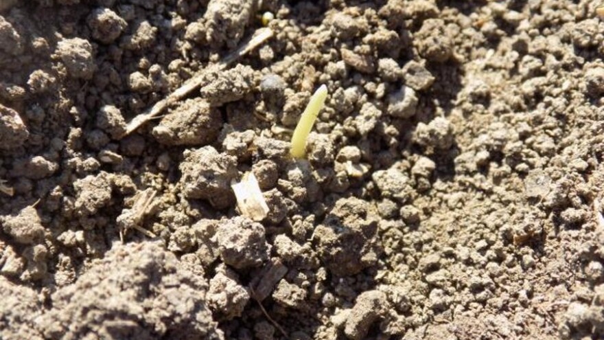 Na tek iznikloj pšenici registrovane cikade i lisne vaši