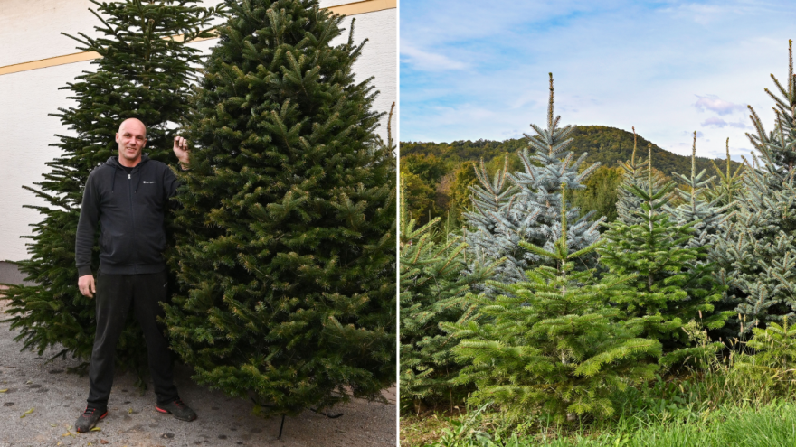 Zvonimir Crnković: Božićna drvca zahtijevaju desetljeće pažnje, strpljenja i stručne njege