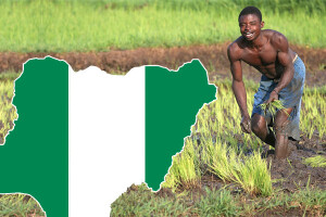 Palmino ulje i kakao čine poljoprivredu Nigerije