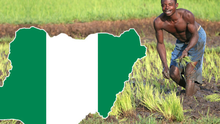 Palmino ulje i kakao čine poljoprivredu Nigerije