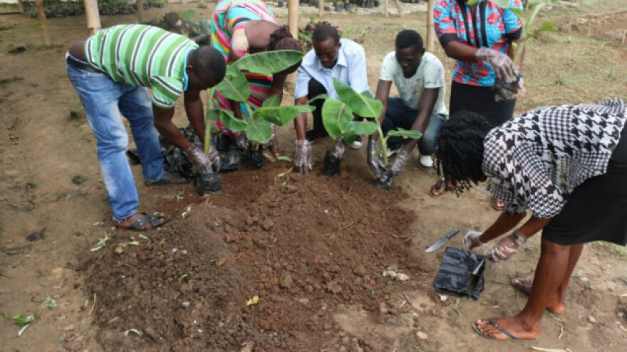 Nigerijci odbacili oružje i uzeli plugove!