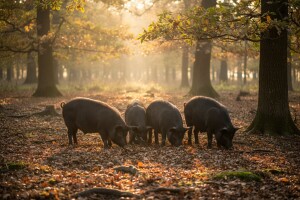 Nije odrezak pršut i pisana slanina