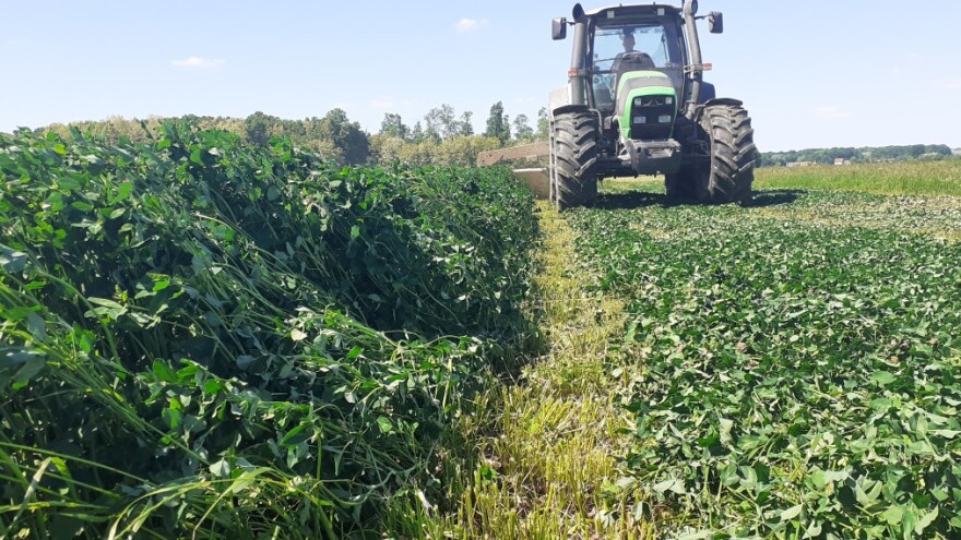 Crvenom djetelinom do besplatnog dušika iz zraka i smanjenja ovisnosti o sojinoj sačmi