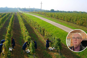 Marijan Matočec: Najbolja vina se rade u vinogradu, koje moramo sačuvati za unuke i zaštiti ih od zlatne žutice!