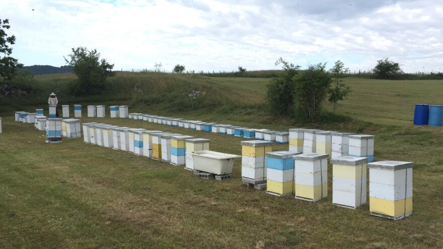 Med se traži na sve strane - nema ga bukvalno ni kilogram!?