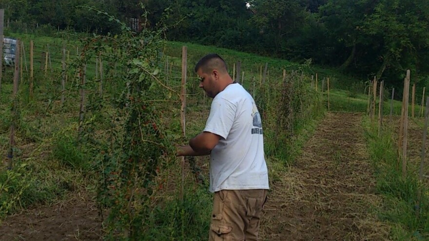 Umjesto žita za stoku, OPG Farkaš uzgaja goji, aroniju i drugo bobičasto voće