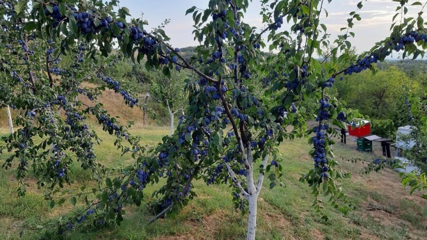 Od dobrog voćnjaka, dobra i rakija - gde su "cake"?