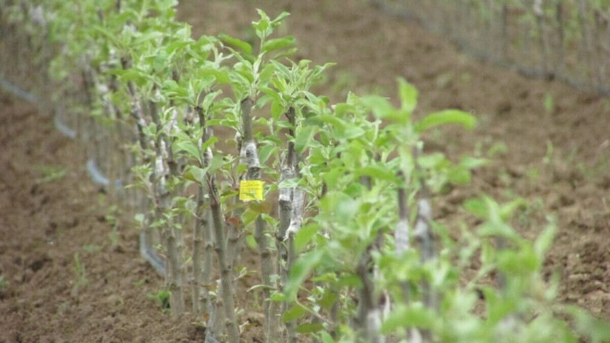 Rasadničari spašavaju autohtone sorte voća od nestajanja