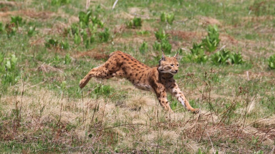 Stigao i Emil - novi ris u parku prirode Velebit