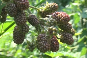 Lakše proizvesti kupinu od maline - da li joj je cena konkurentnija?
