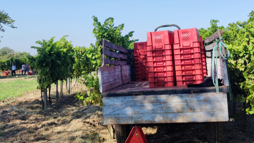 Evropu čeka istorijski niska proizvodnja vina