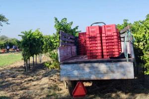 Europu čeka povijesno niska proizvodnja vina