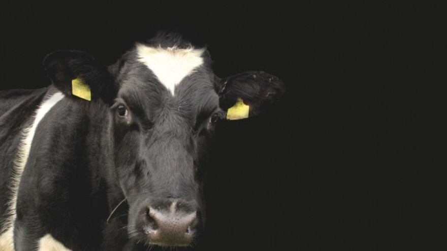 Međuodlagališta gnoja, velika ušteda stočarima!