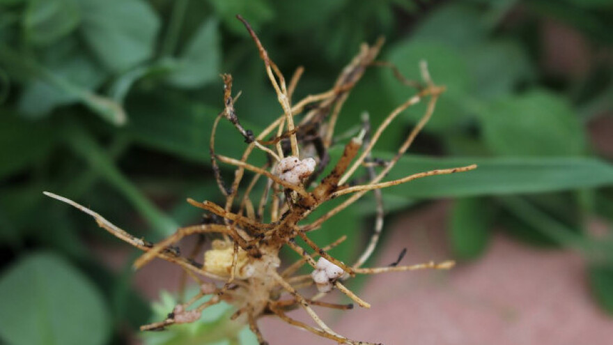 Azotofiksacija: Simbioza biljaka i bakterija