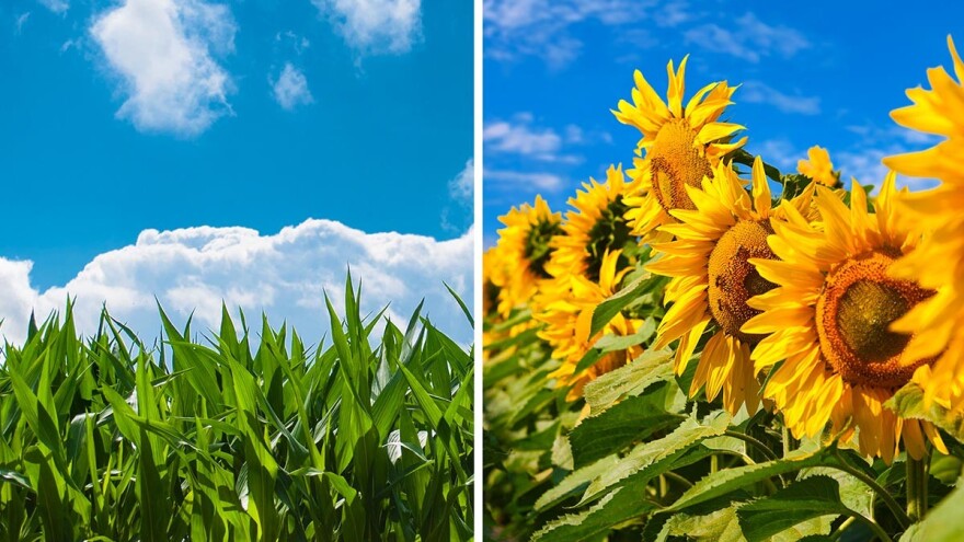 Superjunak NitroN® spašava kukuruz i suncokret od vremenskih neprilika!