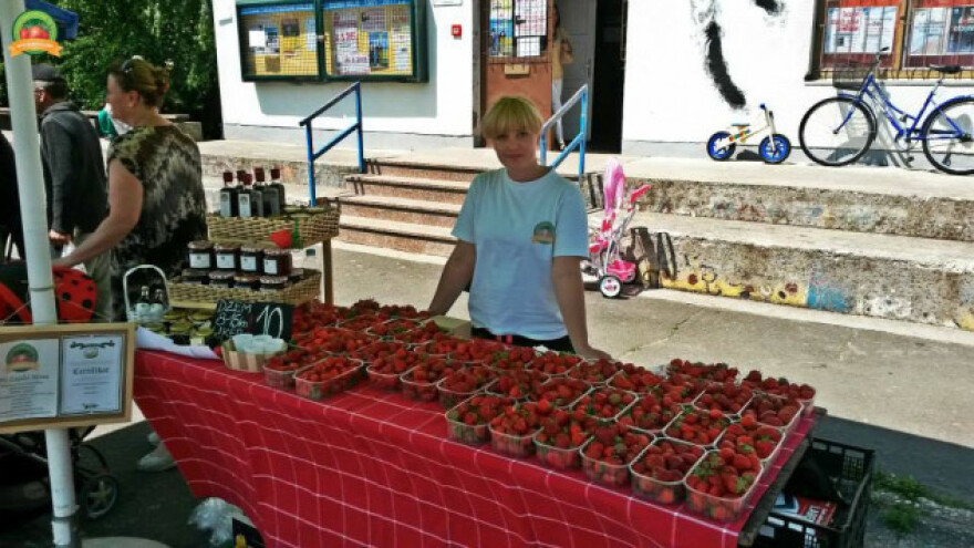 Najizdržljivije sorte jagode okosnica OPG Gajski