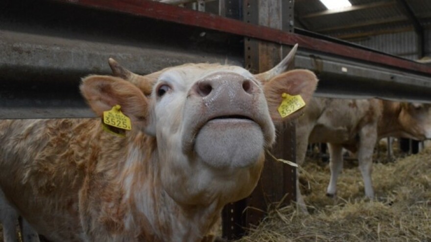 Nije Nizozemac ništa pametniji od Hrvata