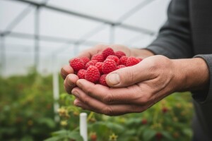 Nizozemski malinar otkriva ključ uspjeha dobre prodaje i zarade