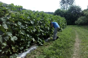 Prosječan prinos po dunumu je 7 tona kornišona – otkupna cijena 1,40 KM