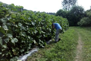 Prosječan prinos po dunumu je 7 tona kornišona – otkupna cijena 1,40 KM