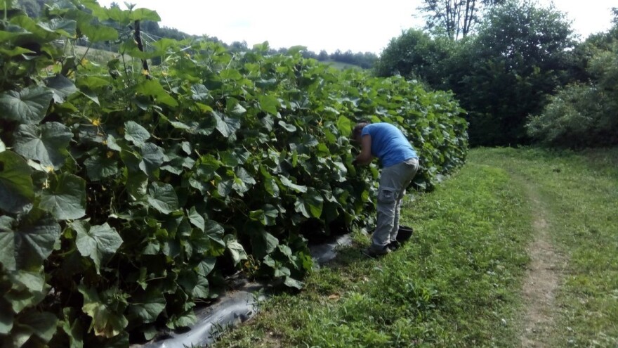 Prosječan prinos po dunumu je 7 tona kornišona – otkupna cijena 1,40 KM