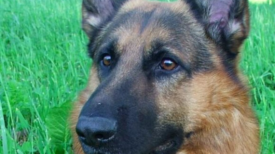 Ponosno prodefiliralo 65 njemačkih ovčara