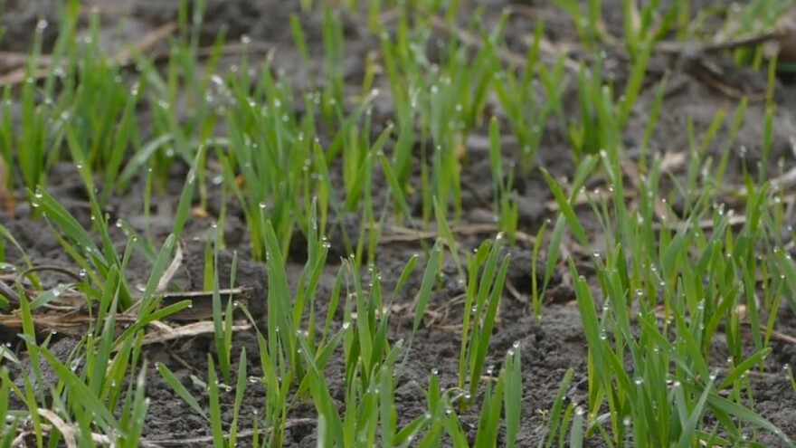 Kako da znate kad da prihranite pšenicu i sa koliko azota?