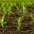 Ova godina neće biti rekordna: Kukuruza manje posejano, veći uvoz semenskog
