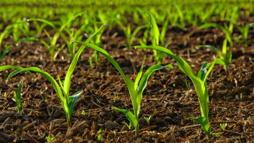 Ova godina neće biti rekordna: Kukuruza manje posejano, veći uvoz semenskog