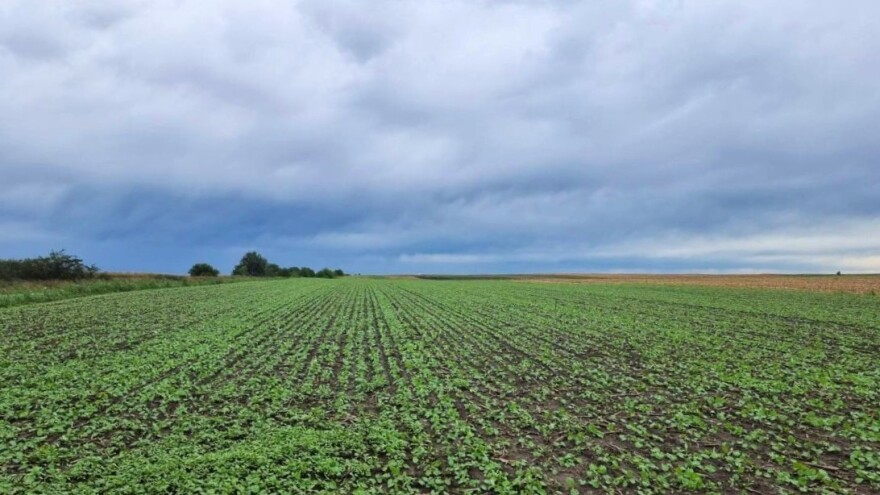 Tek što je posijana, vrijeme za tretman uljane repice