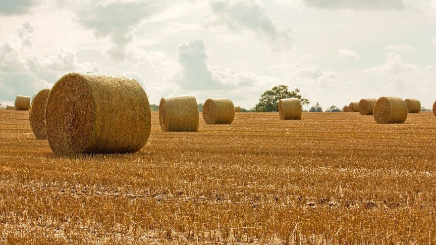 Zašto je važno ljušćenje strnjišta odmah nakon žetve?