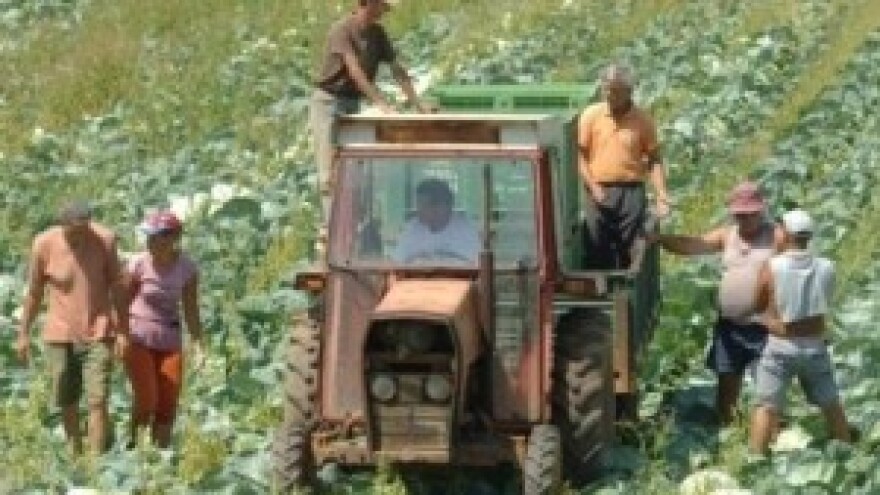 Raste broj poljoprivrednih gospodarstava u Istri