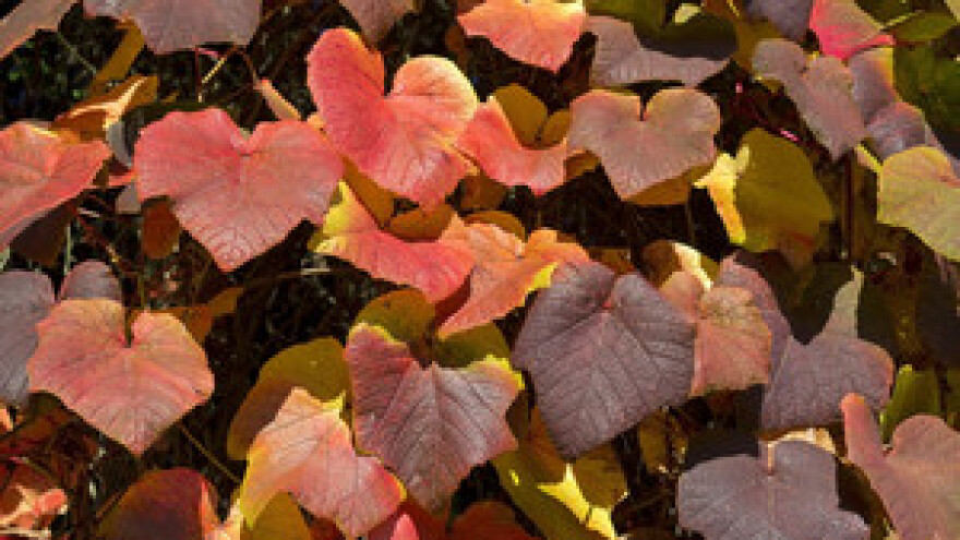 Šume pridonose proizvodnji kvalitetnog grožđa i vina