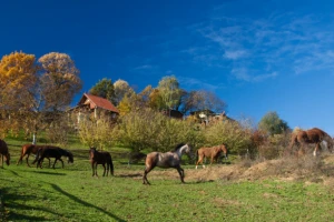 Gidrani, štrudle i zelenilo - uspješan seoski turizam