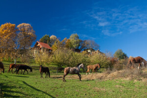 Gidrani, štrudle i zelenilo - uspješan seoski turizam