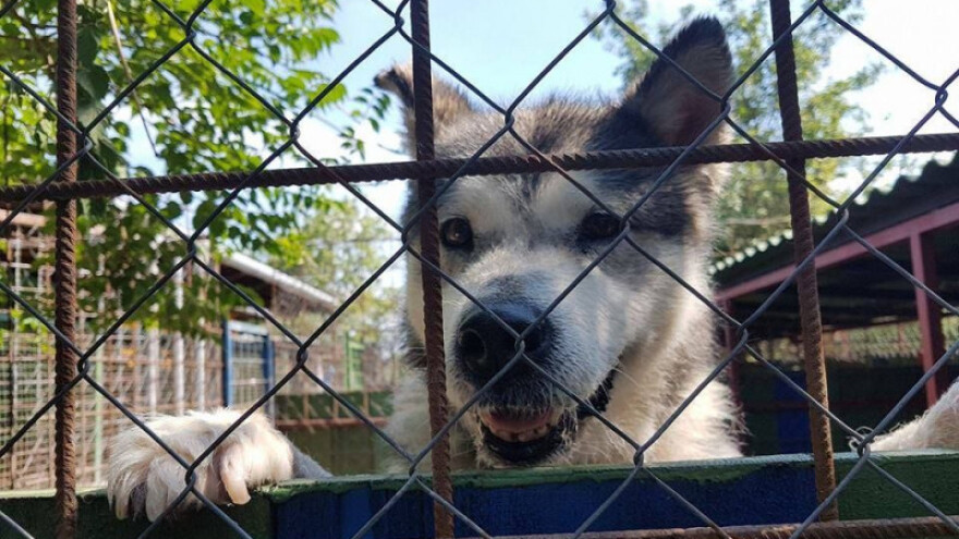 Hrvatska je i službeno "no kill" zemlja!